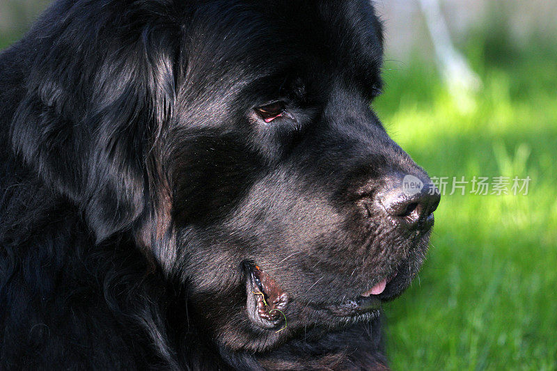 加拿大:纽芬兰犬