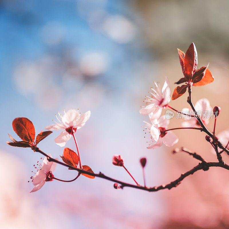 梅花枝