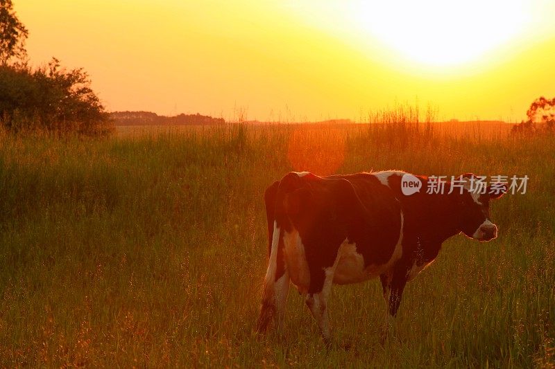 在巴西南部的潘帕高乔草原上，奶牛看着夕阳