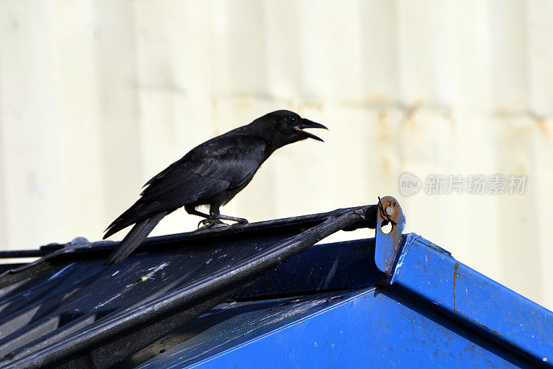 垃圾箱上的乌鸦