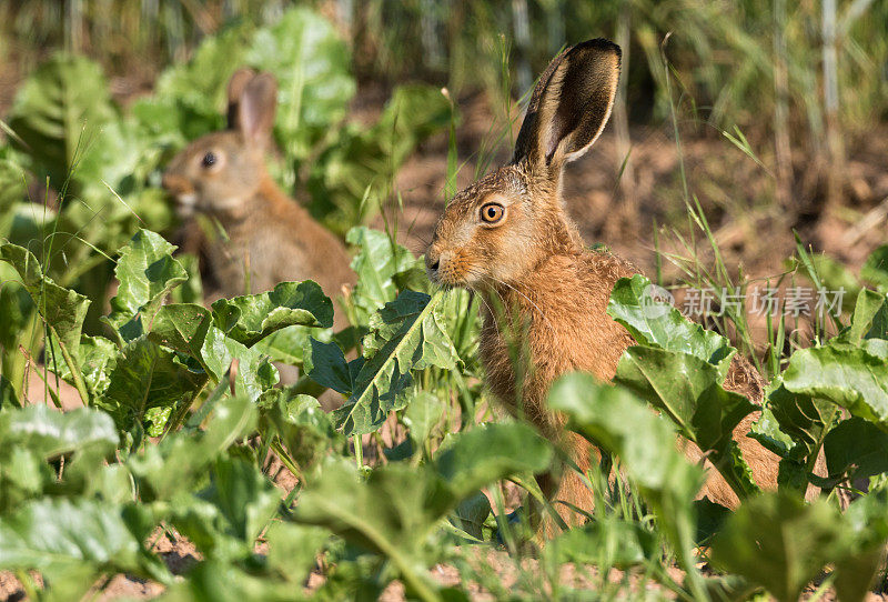 欧洲野兔(欧洲兔)和普通兔(角兔)