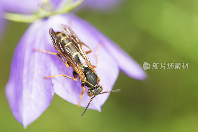 以风铃草为食的纸蜂