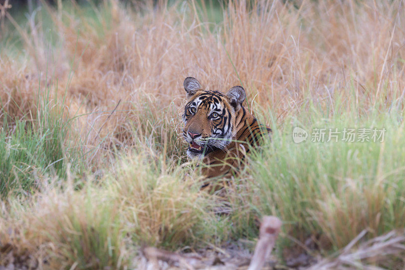 印度Ranthambore国家公园的野生老虎