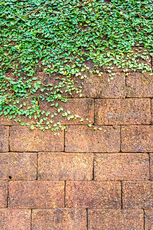 红土砖墙上的常春藤