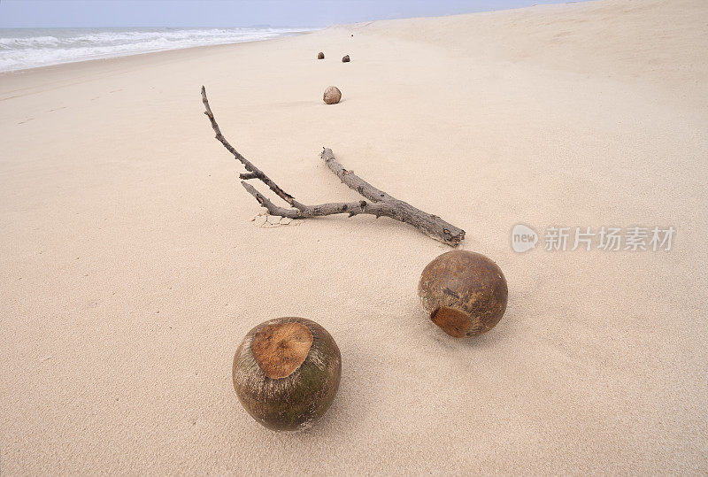 热带海滩上的椰子和浮木