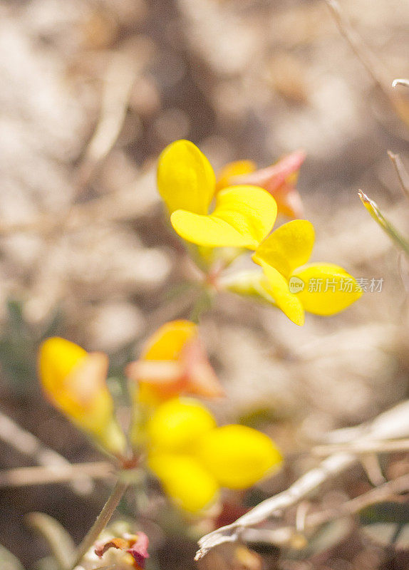 小小的花朵