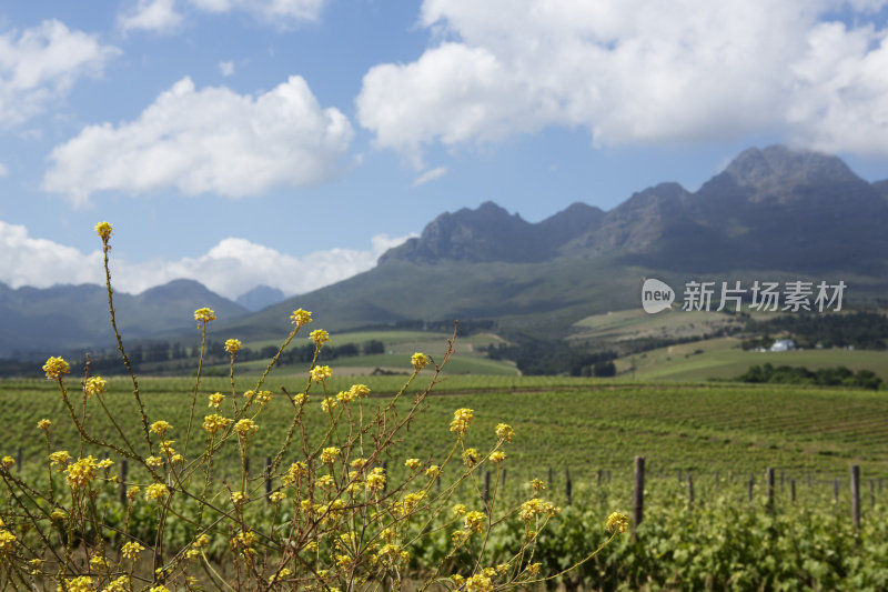 春天葡萄园景观