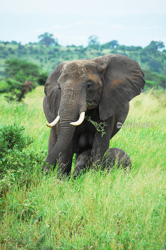 坦桑尼亚塔兰吉尔国家公园的大象和婴儿