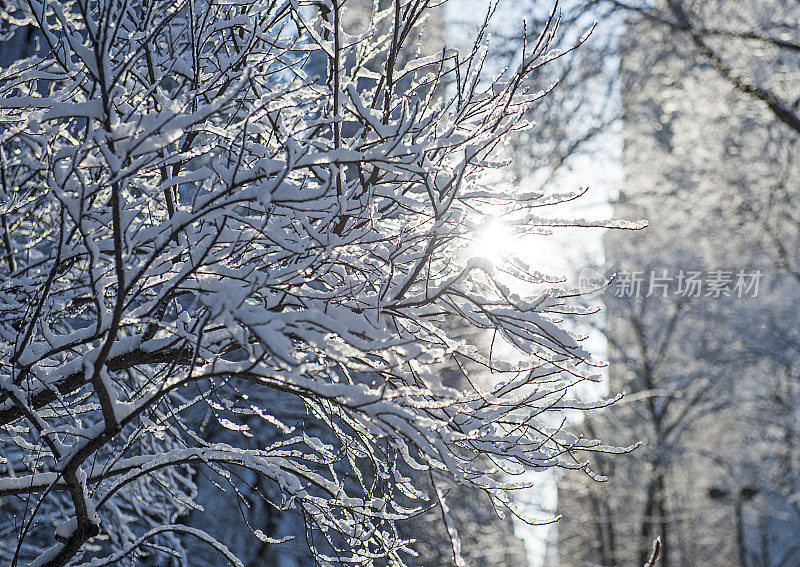 树枝上的雪