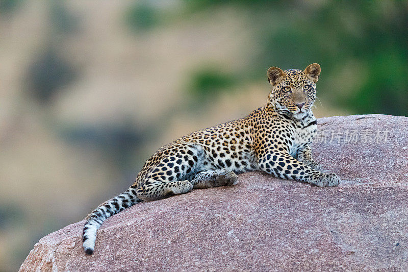 非洲坦桑尼亚塞伦盖蒂国家公园的豹