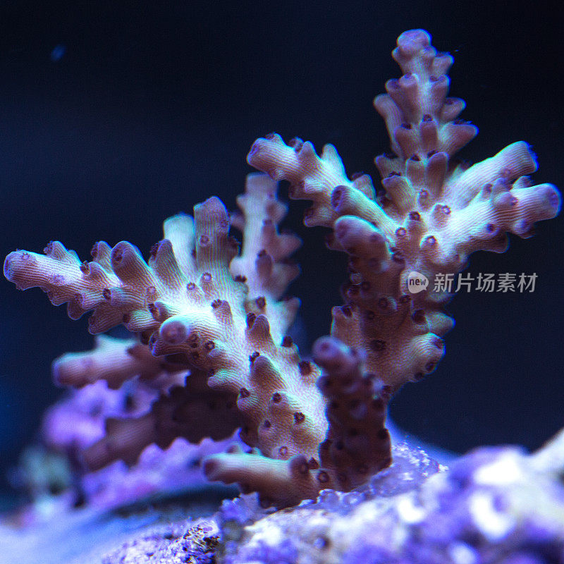 一个明亮的Acropora珊瑚的特写与紫色的尖端。