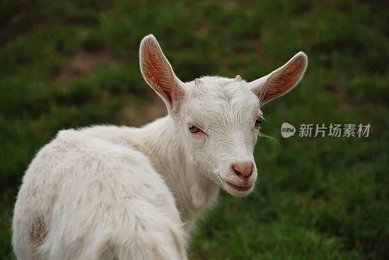 大耳朵的沙宁山羊