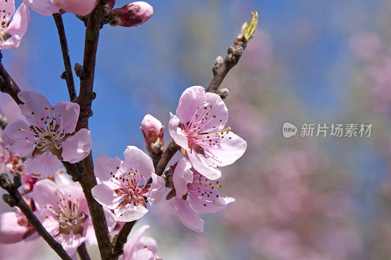 果树，桃花开