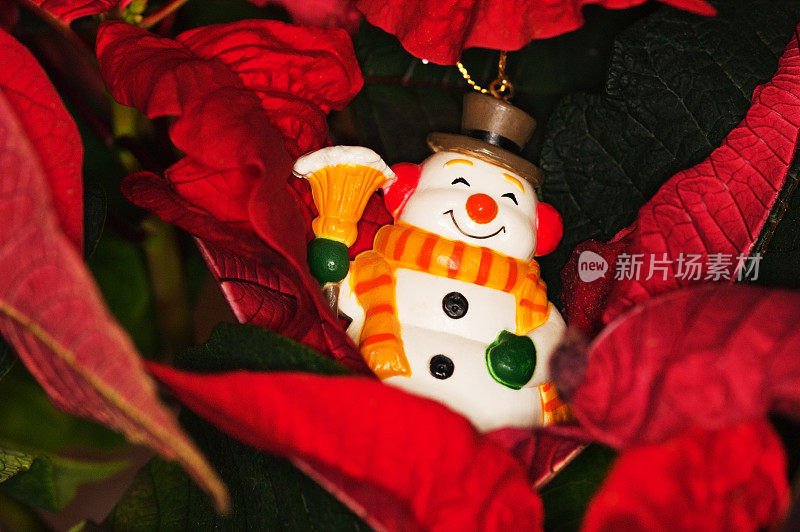 圣诞装饰一品红中的雪人