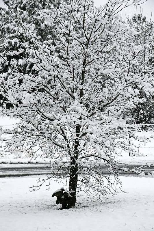 雪覆盖了山茱萸