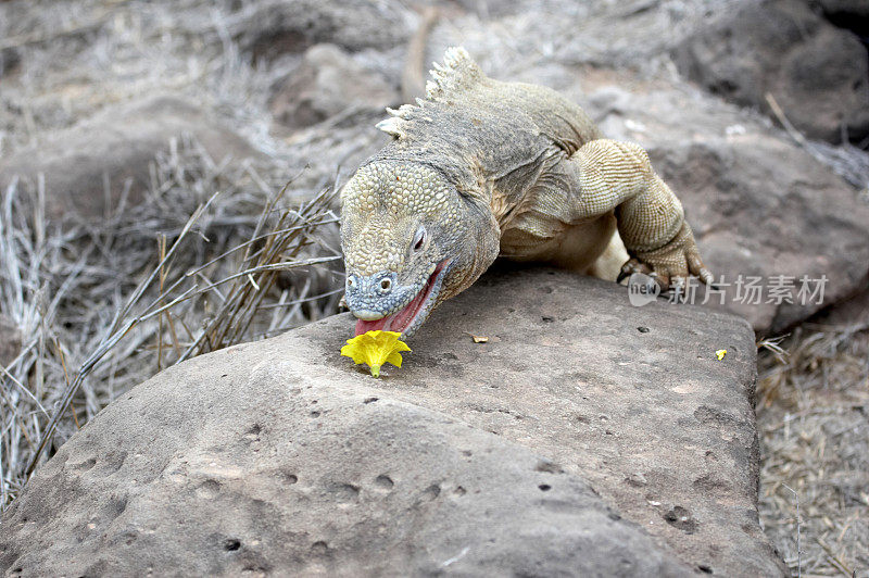 陆地鬣蜥正在大嚼仙人掌花