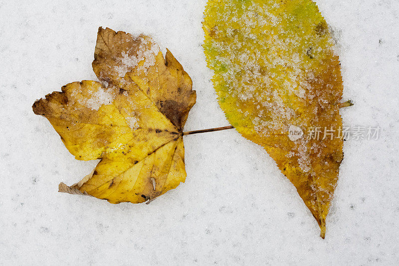 秋叶落在新雪上。