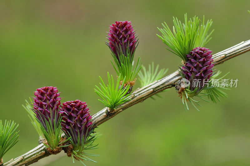 开花落叶松