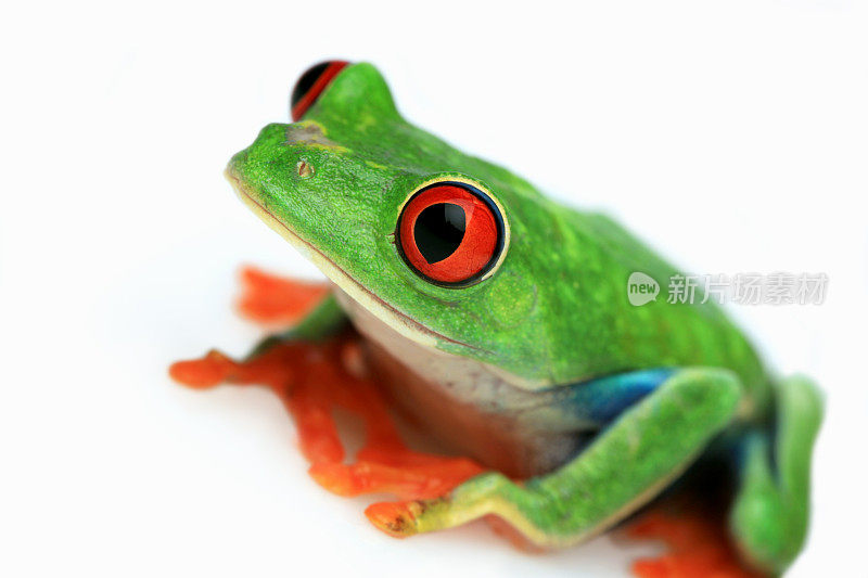 红眼的Treefrog