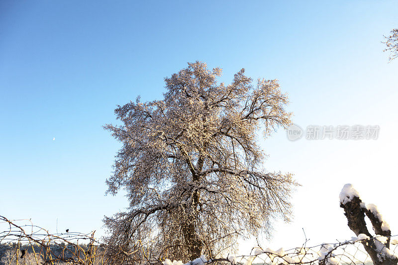 冬天日落时，美丽的枫树上洒满了雪花。