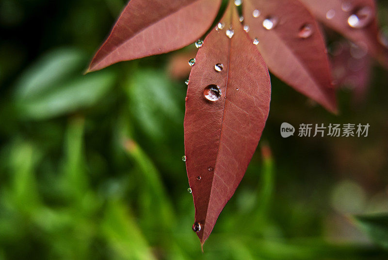 雨滴落在红叶上