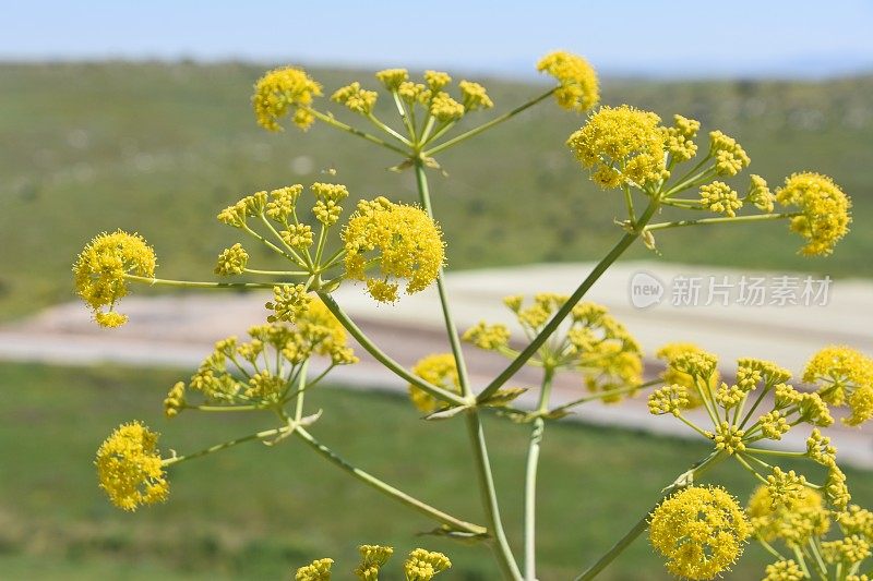 治疗药草