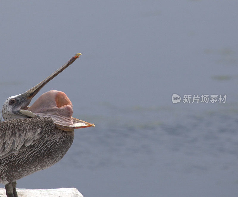 在鹈鹕的嘴里