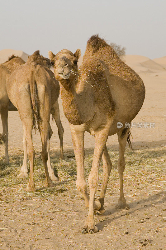 沙漠中的骆驼(阿联酋)