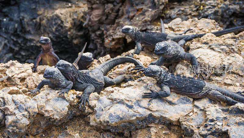 加拉帕戈斯群岛海洋鬣蜥