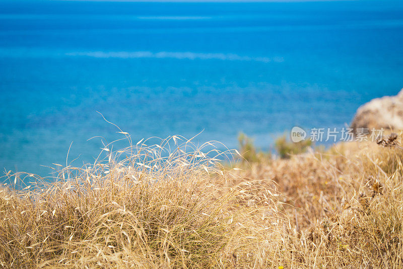 马耳他金湾的草木海岸