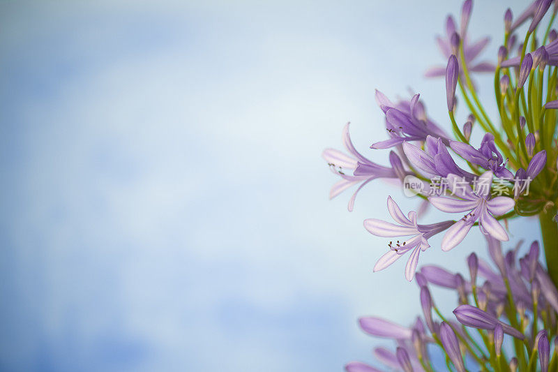 有拷贝空间的Agapanthus