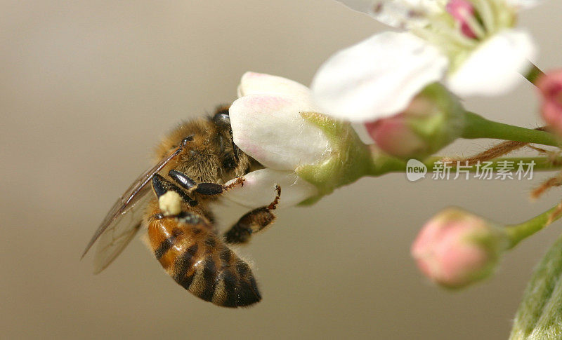 蜜蜂