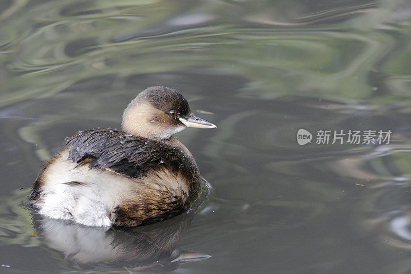 小鸊鷉的倒影呈淡灰绿色