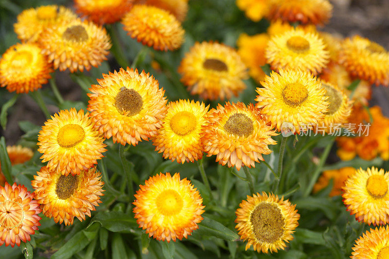 黄花植物野外特写