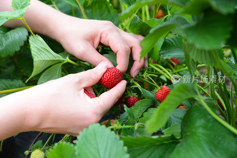 女人采摘草莓