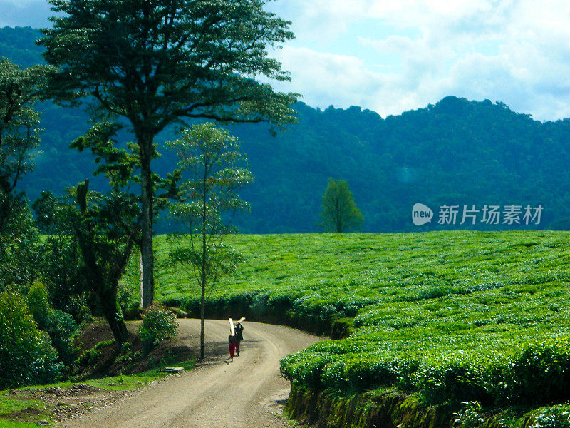 卢旺达南部吉萨库拉茶园的乡村小路