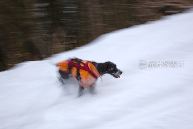 雪崩救援犬