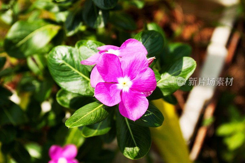 鸡蛋花花