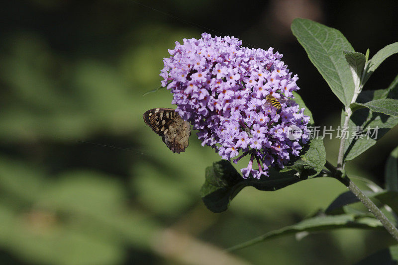 以淡紫色醉蝶为食的斑点木蝴蝶