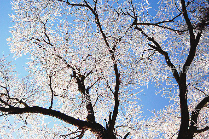 雪柳树(德国)