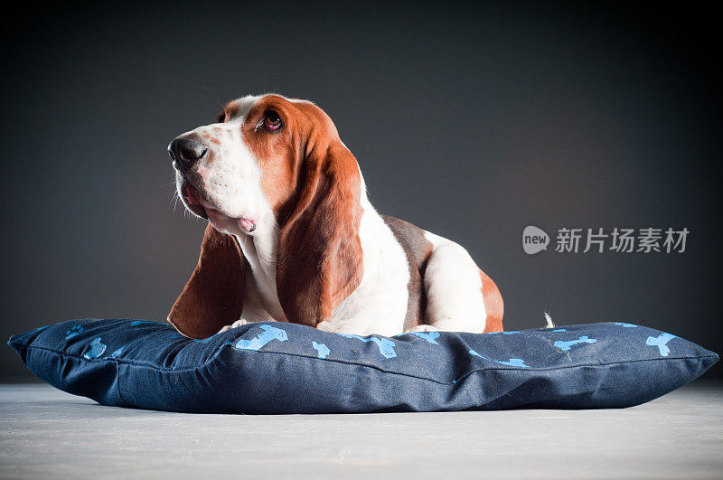 巴吉度猎犬躺在枕头上