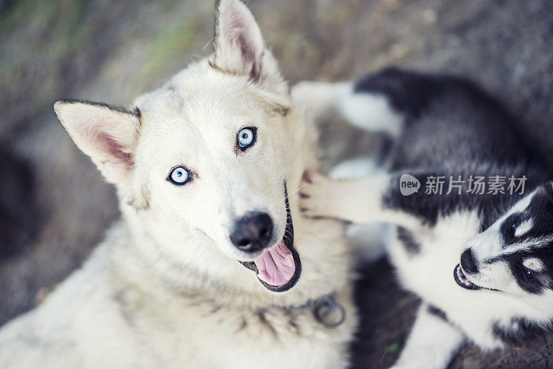 几周大的萨摩耶哈士奇和他的妈妈玩