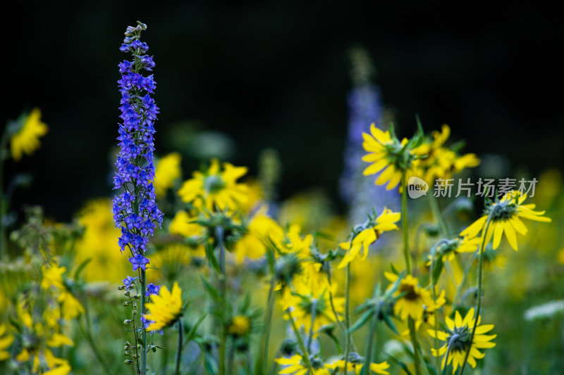 山上的野花