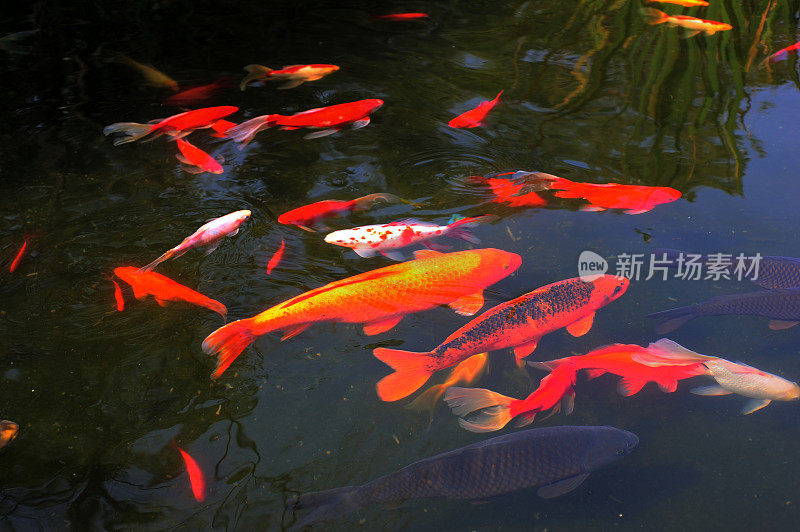 湖里有许多锦鲤鱼