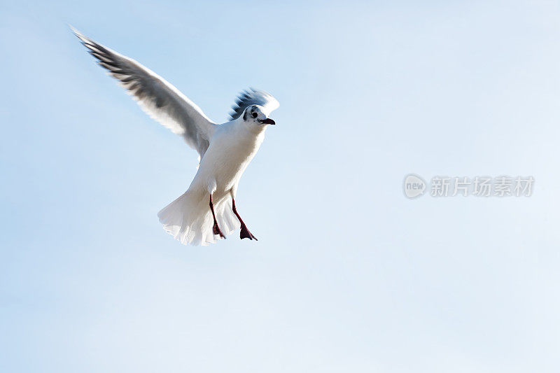 蓝天下的海鸥