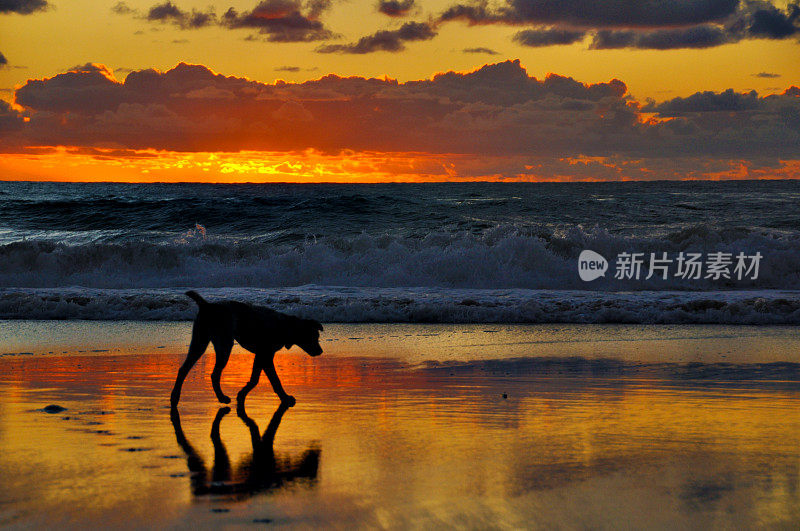 海滩上狗的剪影