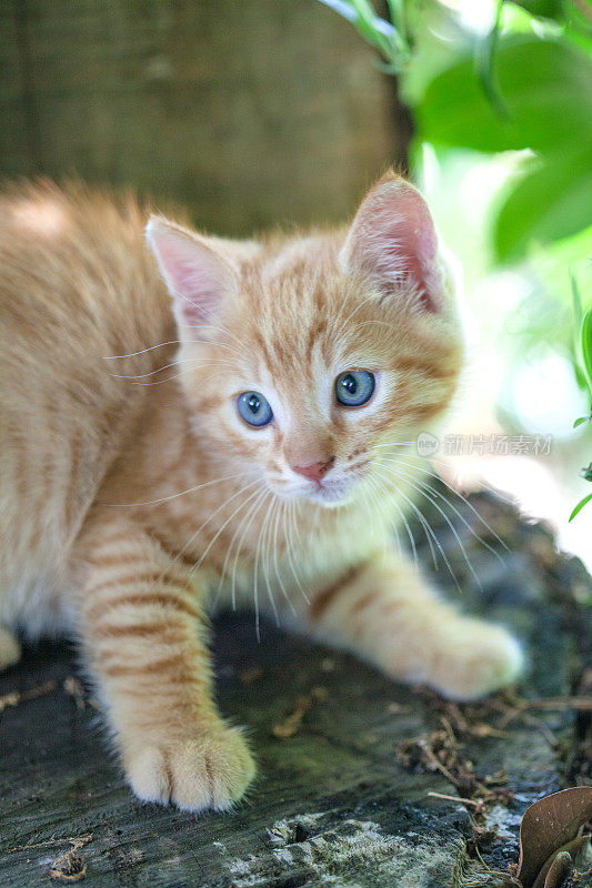 花园里的小猫