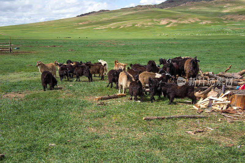 蒙古:草原上的山羊