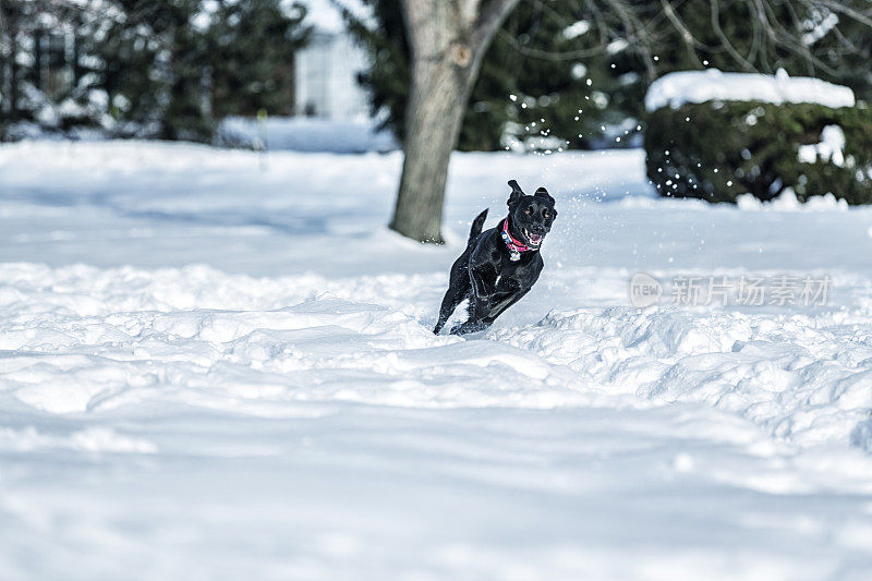 黑色拉布拉多犬在暴风雪中以最高速度飞溅