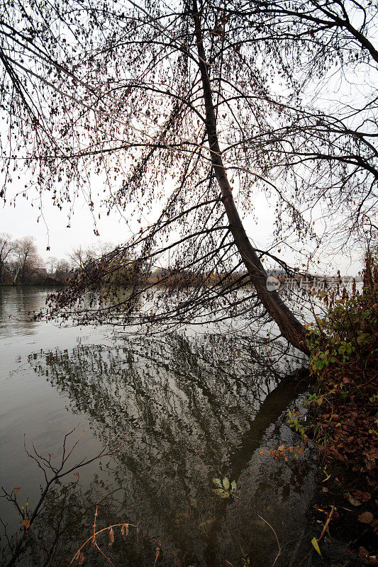 多瑙河回水的倒影